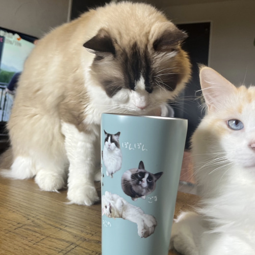 うちの子 サータンブラー550ml ♥敬老の日のプレゼントに♥犬 猫