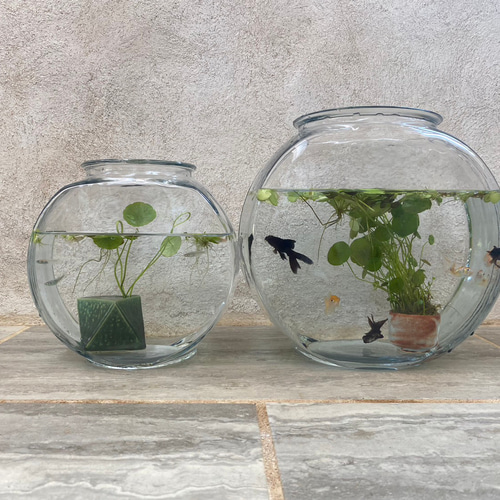 メダカのおすすめ飼育セット（金魚もOK！）小サイズ その他
