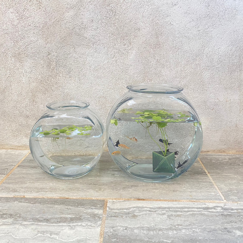 メダカのおすすめ飼育セット（金魚もOK！）小サイズ その他