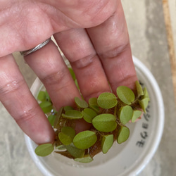 メダカのおすすめ飼育セット（金魚もOK！）小サイズ 18枚目の画像