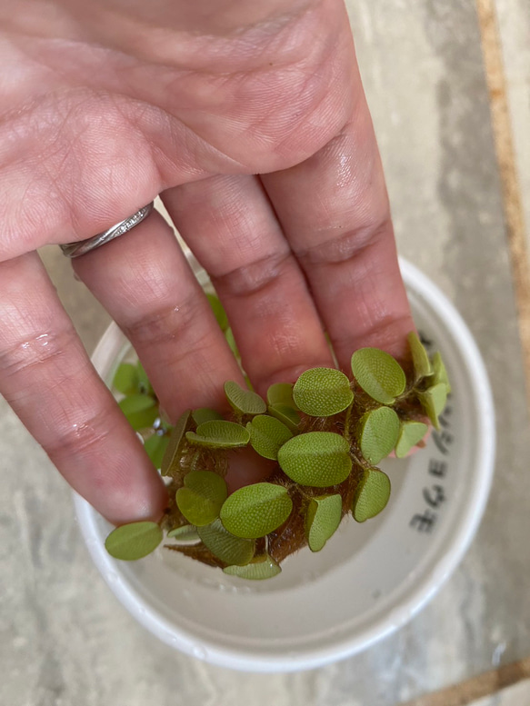 メダカのおすすめ飼育セット（金魚もOK！）小サイズ 18枚目の画像