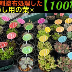 ⑩株まとめ買いSET❗️コルジリネ レッドスター 鉢 用土込大きなTYPE