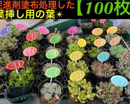 a9852718a48573e1753aa8bfdc4689