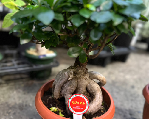 観葉植物】ガジュマル 7号 901 送料無料 その他インテリア雑貨 花 千の