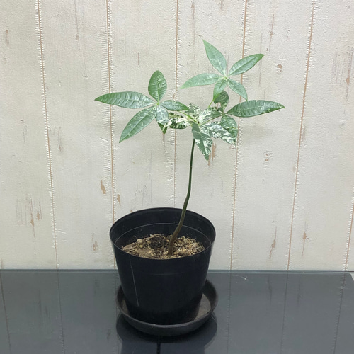 パキラ ミルキーウェイ 5 美白 パキラ ミルキーウェイ 接木 5号鉢 美白