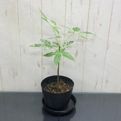 【希少】パキラ ミルキーウェイ 実生 新芽 観葉植物　580 楽天市場】『「パキラ ミルキーウェイ」実生苗 斑入り 』2.5号
