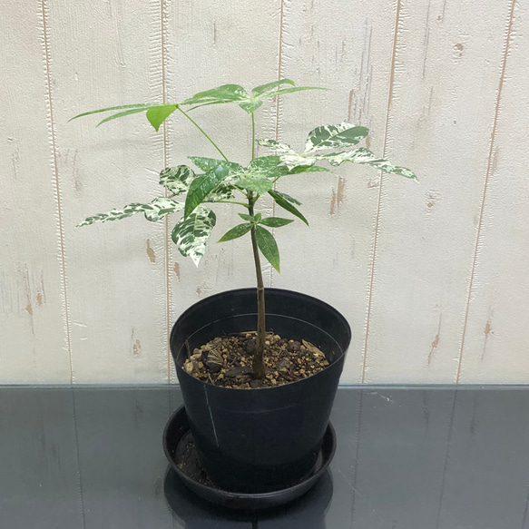 パキラ ミルキーウェイ 5 送料無料 パキラ・ミルキーウェイ 5号 斑入り