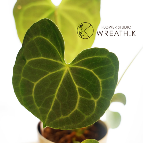 アンスリウム カリブレイリー グラビゲナム 原種 ③ 原種アンスリウム