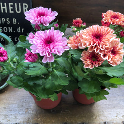 お買い得 早い者勝ち 人気ドロサンテマム キラキラ 20品種 2025