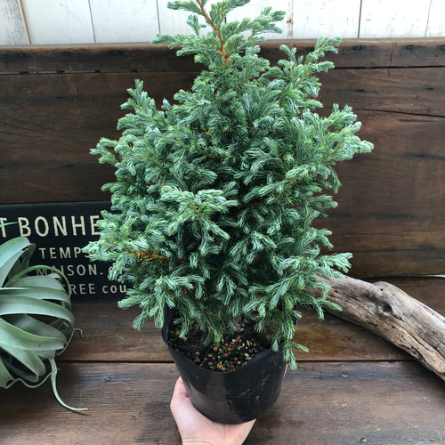 庭木 ボールバード シンボルツリー クリ マススツリー コニファー