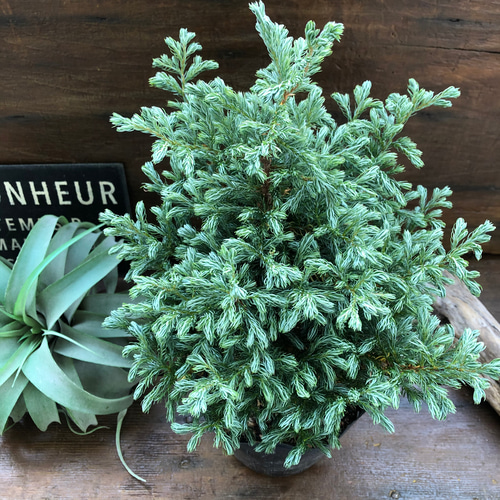 ボールバード クリスマスツリーに コニファー ブルーバード