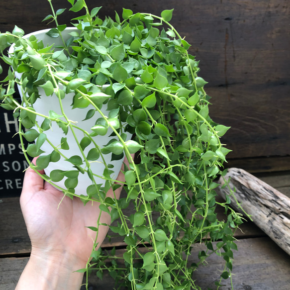 ミリオンハート♡グリーン♡ディスキディア♡観葉植物 12枚目の画像