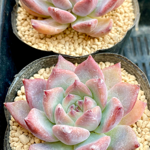 新品種 ドリル 美苗 エケベリア カット苗 韓国苗 多肉植物 多肉 新品種 ドリル 美苗 エケベリア カット苗 韓国苗 多肉植物 多肉