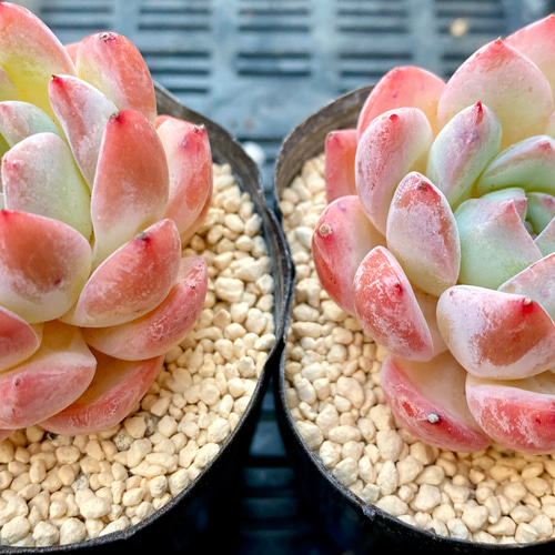 ストロベリーアーモンド 超美苗 エケベリア カット苗 韓国苗