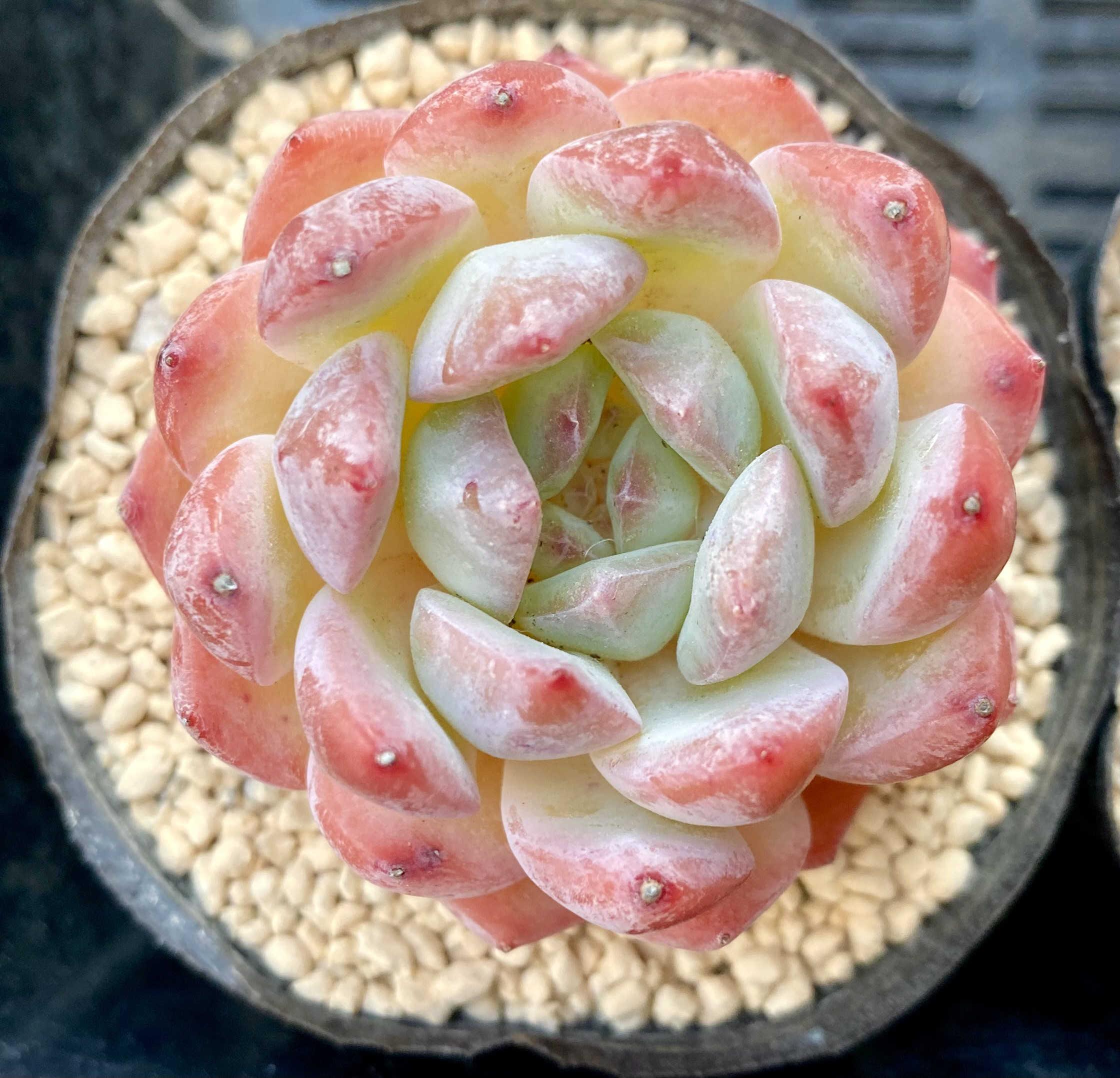 【韓国苗】ストロベリーアーモンド❤︎ 楽天市場】多肉植物 エケベリア ストロベリーアーモンド 韓国苗