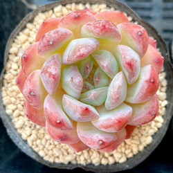 【韓国苗】ストロベリーアーモンド❤︎ 新品種高級苗】超人気 ストロベリーアーモンド 多肉植物 多肉