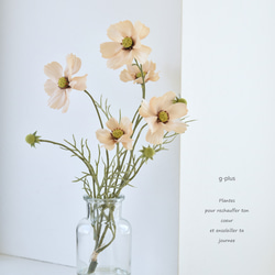 咲き続けるベージュのコスモス(アンティークテイスト)のマジカル