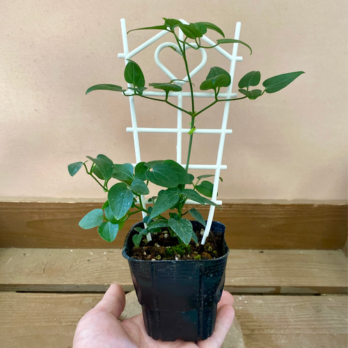つる性多年草 クレマチス センニンソウ（仙人草） アートフラワー