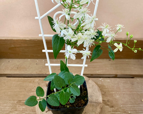 cceb79bbc6fcd57736f1d4c8a13fb5