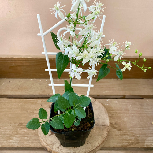 クレマチス仙人草挿し木、挿し穂、山野草、宿根草、蔓性、つる性