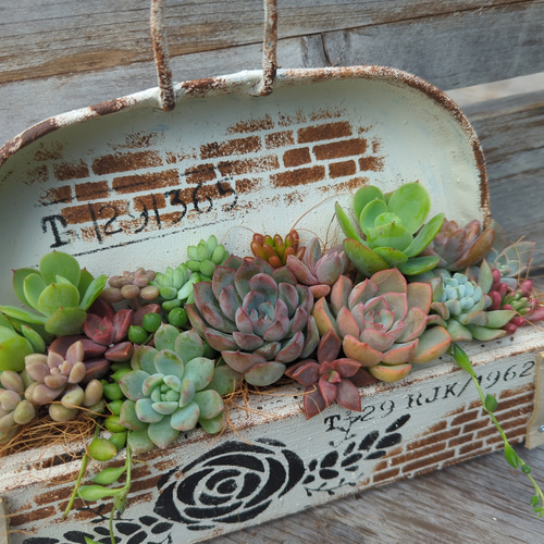 多肉植物寄せ植え リメ缶 チリトリプランター（新作） 多肉植物 h