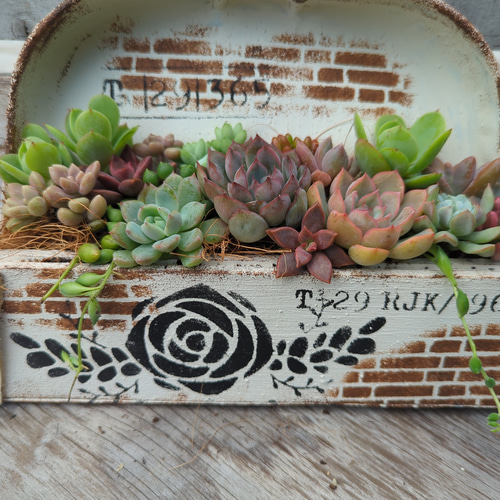 多肉植物寄せ植え リメ缶 チリトリプランター（新作） 多肉植物 h