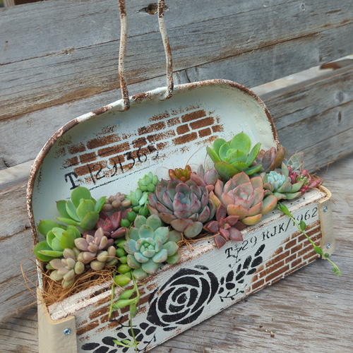 多肉植物寄せ植え リメ缶 チリトリプランター（新作） 多肉植物 h