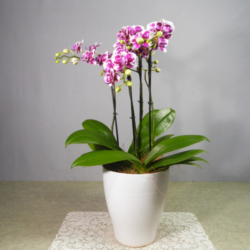 としちゃん専用 白い胡蝶蘭 赤い鉢 リボン付き 110センチ 胡蝶蘭 5本立