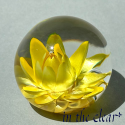 植物標本　ヘリクリサム　黄色　レジン　４センチ球体 4枚目の画像