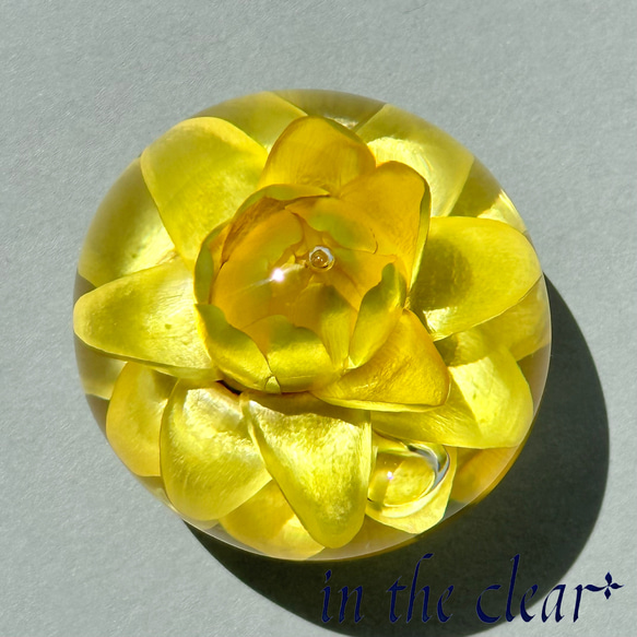 植物標本　ヘリクリサム　黄色　レジン　４センチ球体 3枚目の画像
