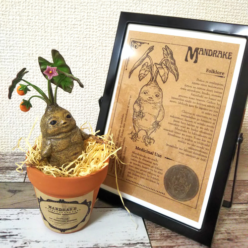 マンドレイク花果実 鉢付き その他置物 handmade 夢鹿 通販 16614058