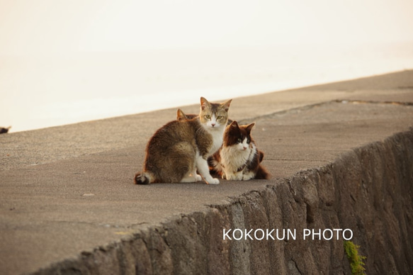 海辺の猫「ポストカード５枚セット」 5枚目の画像