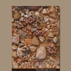 南アフリカ　多肉植物　擬態クリアファイル　4枚セット 3枚目の画像