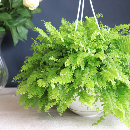 楽天市場】4月再入荷しました 観葉植物：ネフロレピス(タマシダ