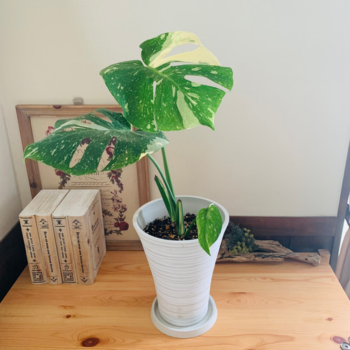 斑入り モンステラ デリシオーサ タイコンステレーション 6号鉢 モンステラ タイコンステレーション 6号陶器鉢 斑入り モンステラ