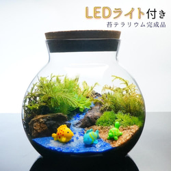 【完成品】LEDライト付 ボトルテラリウム 14cm 苔テラリウム 海へ流れる沢　LEDライト付 ボトルテラリウム 1枚目の画像