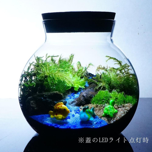 完成品】LEDライト付 ボトルテラリウム 14cm 苔テラリウム 海へ流れる