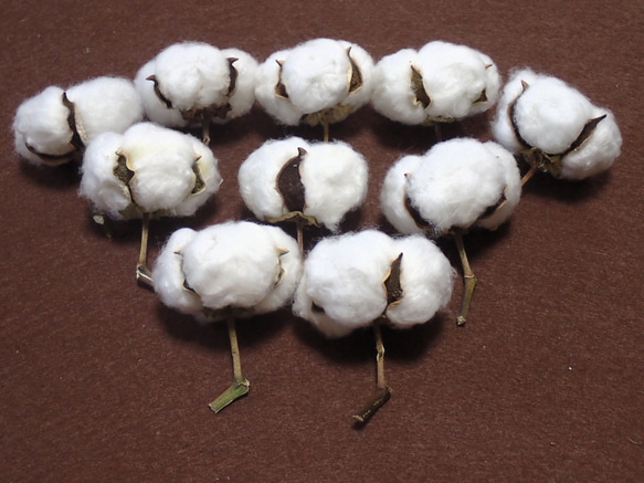 「 綿花 」 白綿 10個 ドライフラワー ナチュラル インテリア リース コットンフラワー ハンドメイド 素材、花材に 6枚目の画像