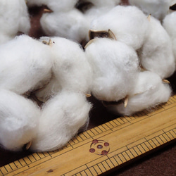 「 綿花 」 白綿 10個 ドライフラワー ナチュラル インテリア リース コットンフラワー ハンドメイド 素材、花材に 4枚目の画像
