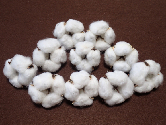 「 綿花 」 白綿 10個 ドライフラワー ナチュラル インテリア リース コットンフラワー ハンドメイド 素材、花材に 1枚目の画像