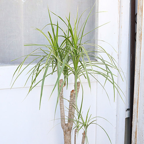 現品　ドラセナ　コンシンネ　ホワイボリー　1番　観葉植物　インテリアグリーン fec5ab2ad23b127ee996f44c64e2ae