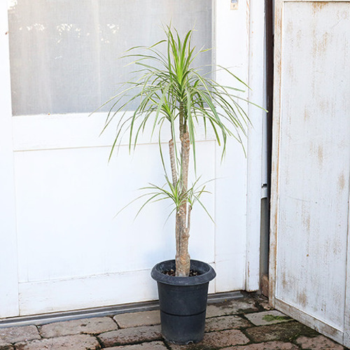 現品　ドラセナ　コンシンネ　ホワイボリー　4番　観葉植物　特大　インテリア　室内 現品 ドラセナ コンシンネ ホワイボリー 4番 観葉植物 特大