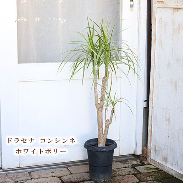 送料無送料無料現品販売 観葉植物 ドラセナ コンシンネ