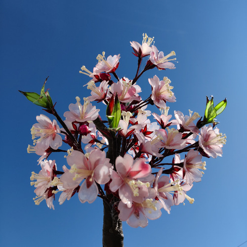 桜♡鉢植え♡アメリカンフラワー♡ディップアート♡雛飾り 桜♡鉢植え♡アメリカンフラワー♡ディップアート♡雛飾り