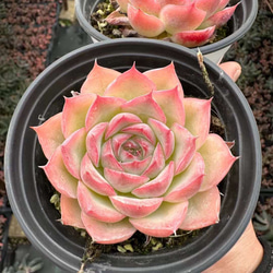 多肉植物 エケベリア Crystal Rose 抜き苗 5cm 1株 多肉植物 愛多肉