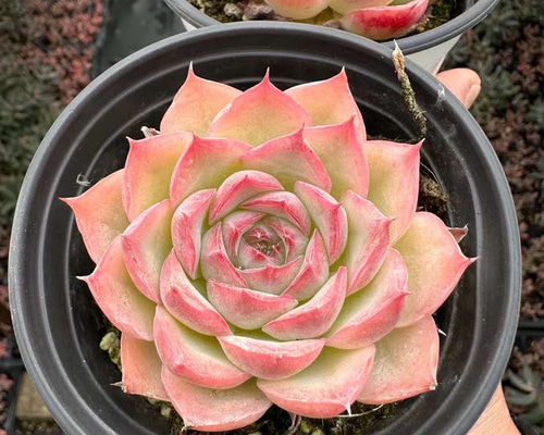 多肉植物 エケベリア Crystal Rose 抜き苗 5cm 1株 多肉植物 愛多肉