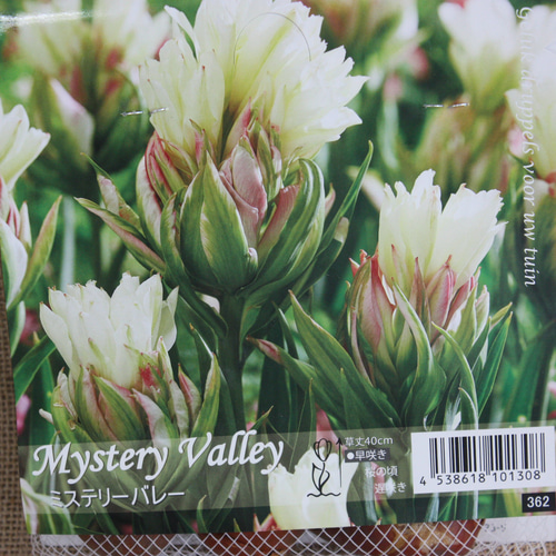 新品種2023｀♪ 『♡チューリップ ミステリーバレー♡』とても希少です