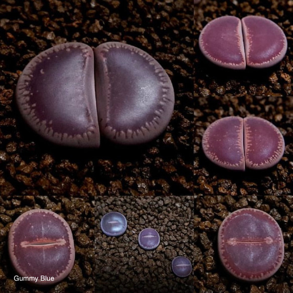 Lithops aucampiae ‘Corona-KO’ 日輪玉系　KOコロナ 種子 1枚目の画像