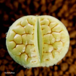 コノフィツム デプレッサム ssp 種子 10粒 多肉植物 GummyBlue 通販