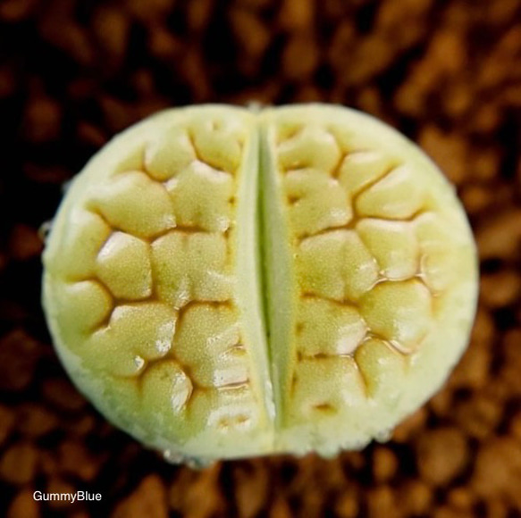 Lithops hookeri v.lutea'Aubarede' 富貴玉系　オーバレード　種子 1枚目の画像